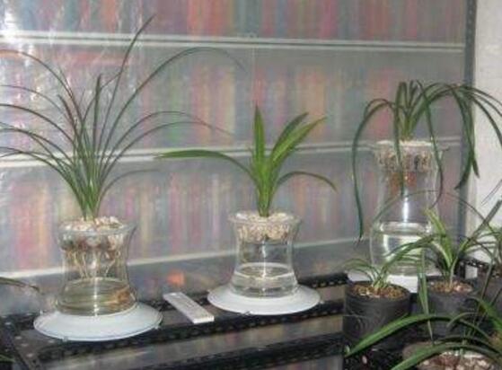 蘭花可以水培嗎,蘭花水培方法