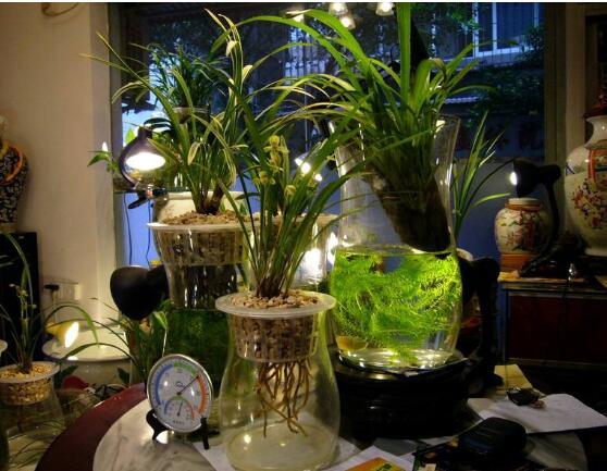 蘭花可以水培嗎,蘭花水培方法