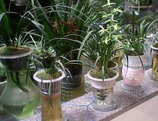 蘭花可以水培嗎,蘭花水培方法