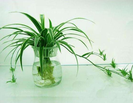 蘭花可以水培嗎，蘭花水培方法