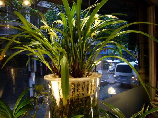 蘭花可以水培嗎,蘭花水培方法