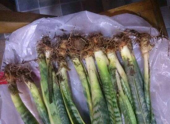 虎皮蘭爛根怎麼辦，虎皮蘭根爛了怎麼救活
