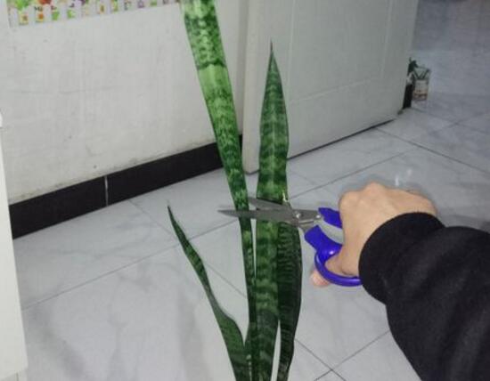 虎皮蘭太高了怎麼修剪，虎皮蘭的修剪方法圖片