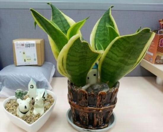 虎皮蘭施什麼肥好，虎皮蘭怎麼養發芽多