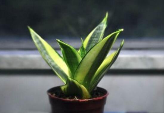 虎皮蘭施什麼肥好，虎皮蘭怎麼養發芽多