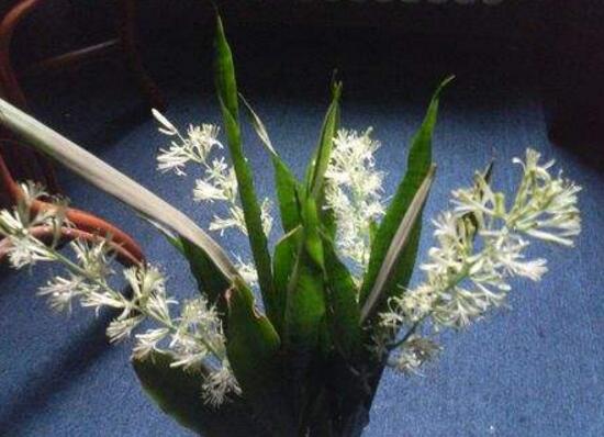 虎皮蘭開花嗎，虎皮蘭的花語是什麼/剛毅堅定
