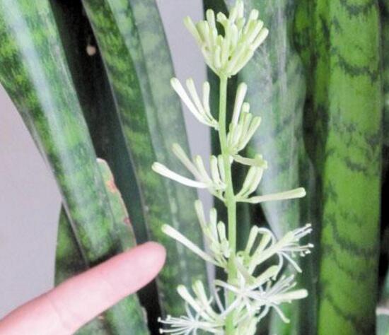 虎皮蘭開花嗎，虎皮蘭的花語是什麼/剛毅堅定