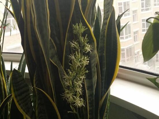 虎皮蘭開花嗎，虎皮蘭的花語是什麼/剛毅堅定