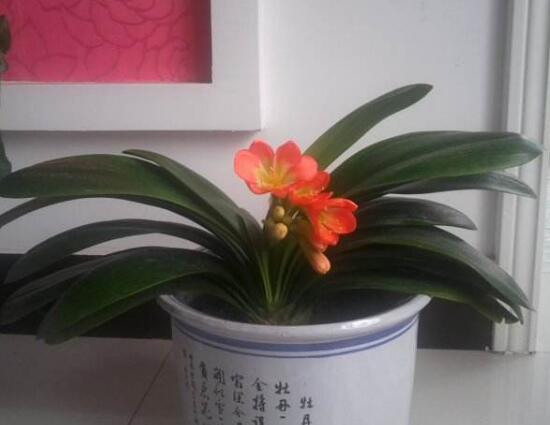 君子蘭什麼時候開花，君子蘭開花有什麼兆頭