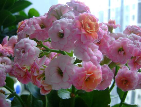 長壽花怎麼養，長壽花養殖方法