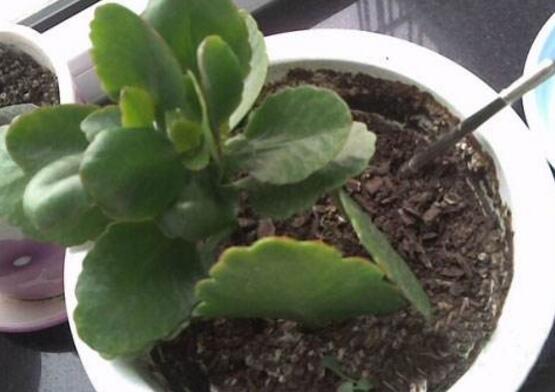 長壽花怎麼繁殖，長壽花繁殖方法