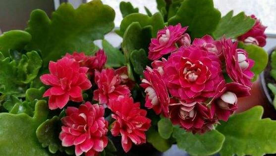 長壽花品種，長壽花最好看八大品種