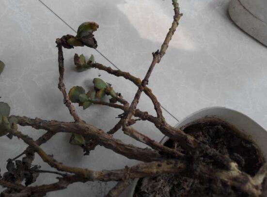 長壽花爛根怎麼辦,長壽花爛根解決辦法