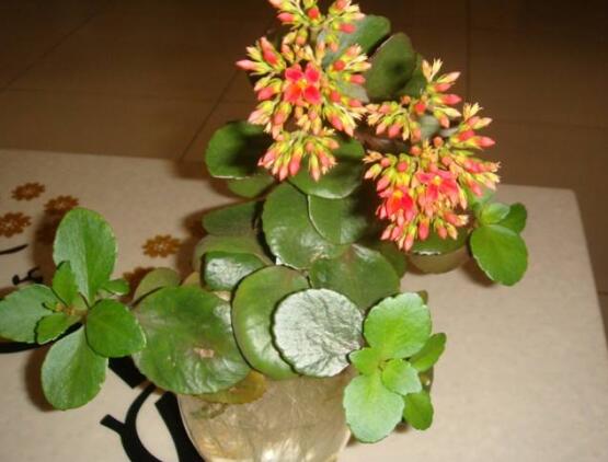 長壽花爛根怎麼辦,長壽花爛根解決辦法
