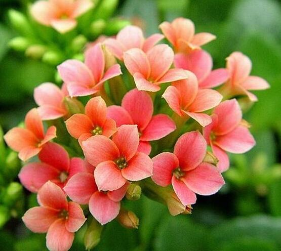 長壽花爛根怎麼辦,長壽花爛根解決辦法