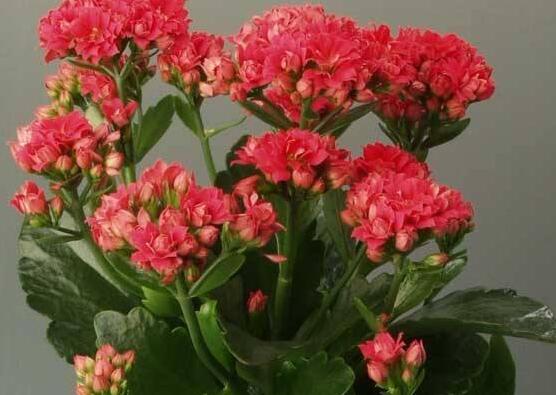 長壽花爛根怎麼辦，長壽花爛根解決辦法
