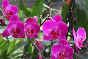 <b>蝴蝶蘭什麼時候開花，蝴蝶蘭一年開幾次花</b>