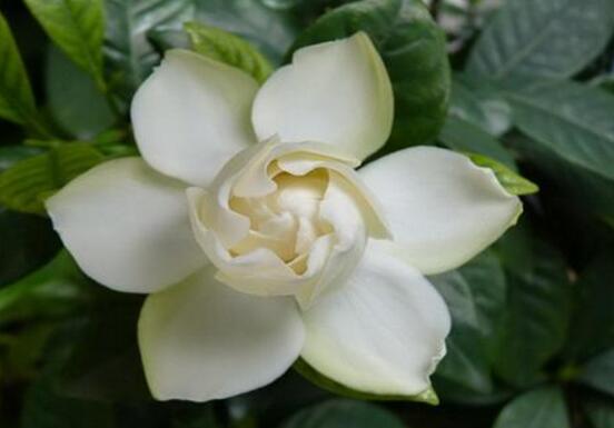 梔子花什麼時候開花，梔子花開花期5月-8月