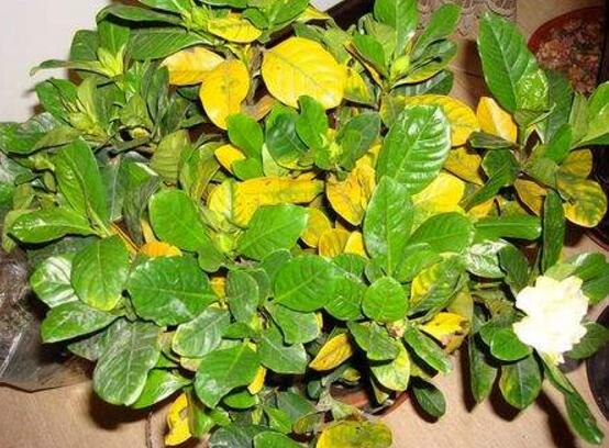 梔子花葉子發黃怎麼辦，七大辦法變得枝繁葉茂