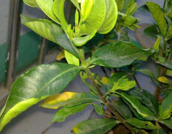 梔子花葉子發黃怎麼辦，七大辦法變得枝繁葉茂
