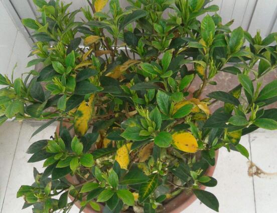 梔子花葉子發黃怎麼辦，七大辦法變得枝繁葉茂