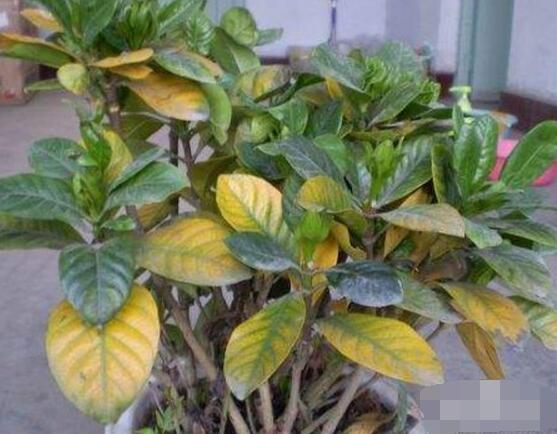 梔子花葉子發黃怎麼辦，七大辦法變得枝繁葉茂