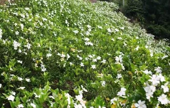 梔子花怎麼澆水,梔子花澆水方法
