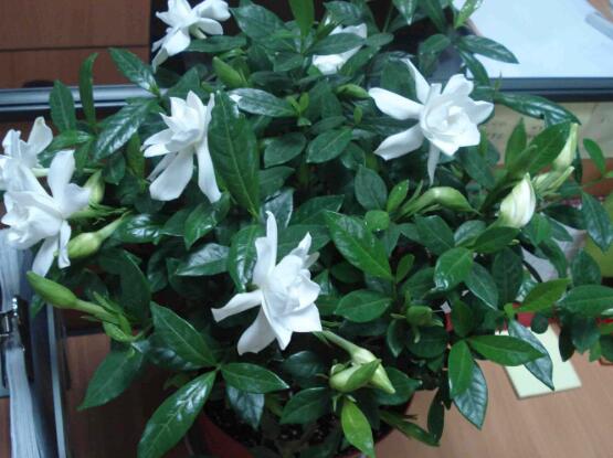 梔子花怎麼澆水,梔子花澆水方法