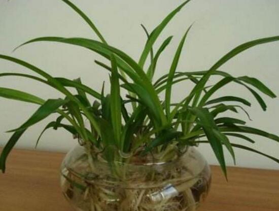 吊蘭太茂盛了怎麼修剪,吊蘭的修剪步驟圖片