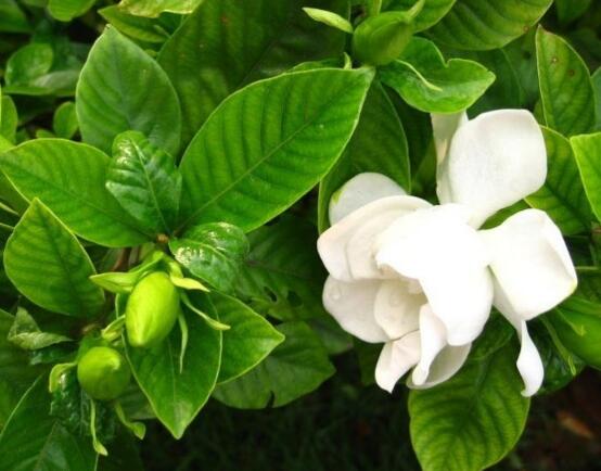 梔子花怎麼修剪，梔子花修剪方法