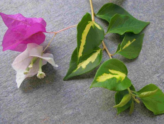 杜鵑花怎麼修剪，杜鵑花修剪方法