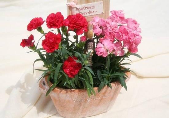康乃馨怎麼養，康乃馨的養殖方法和注意事項