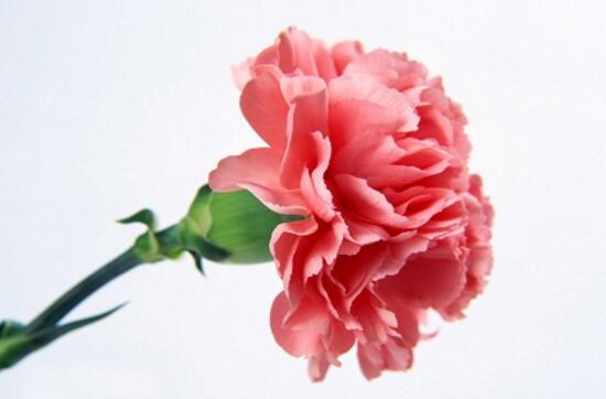 康乃馨怎麼養，康乃馨的養殖方法和注意事項