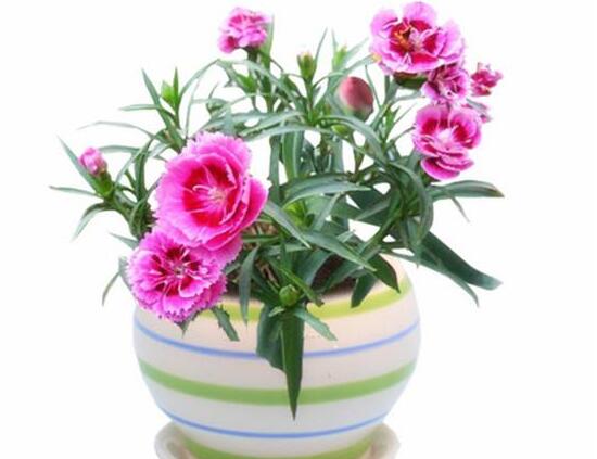 康乃馨怎麼養，康乃馨的養殖方法和注意事項