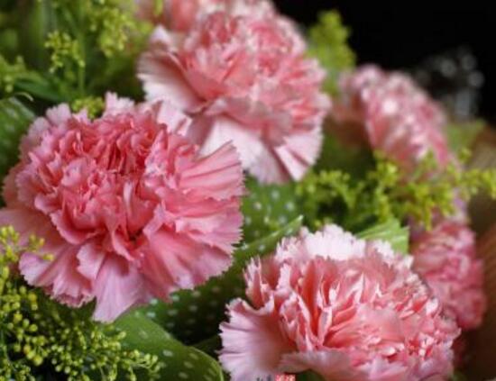 康乃馨怎麼養，康乃馨的養殖方法和注意事項