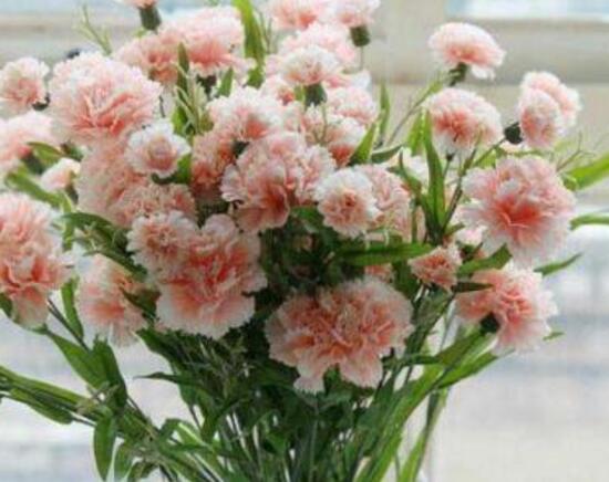 康乃馨怎麼養，康乃馨的養殖方法和注意事項