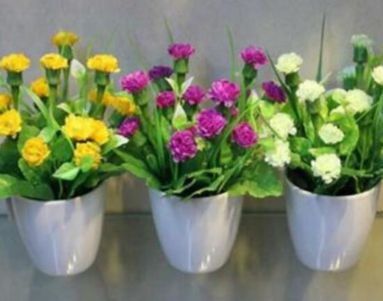 康乃馨怎麼養，康乃馨的養殖方法和注意事項