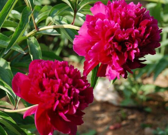 康乃馨怎麼養，康乃馨的養殖方法和注意事項