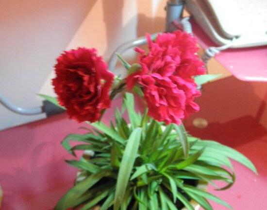 康乃馨什麼時候開花，康乃馨的花期多長