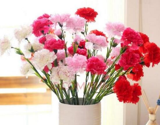 康乃馨什麼時候開花，康乃馨的花期多長