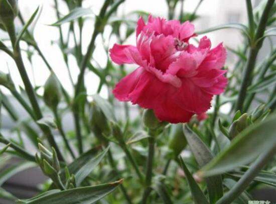 康乃馨什麼時候開花，康乃馨的花期多長