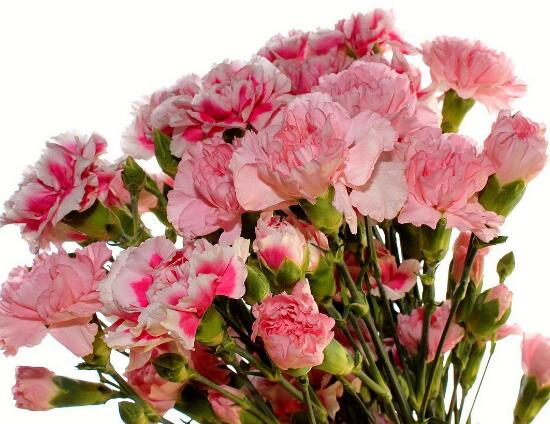 康乃馨什麼時候開花，康乃馨的花期多長