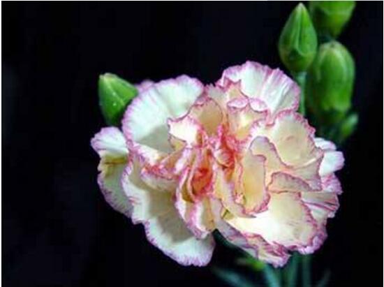康乃馨什麼時候開花，康乃馨的花期多長