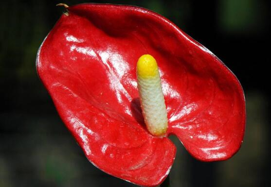 紅掌有毒嗎，紅掌適合在室內養嗎