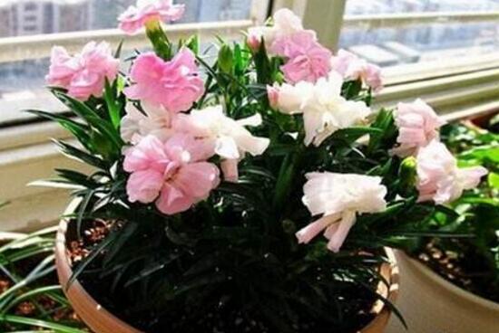 盆栽康乃馨怎麼澆水，康乃馨多久澆一次水