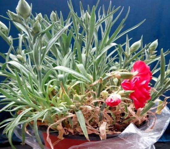 康乃馨為何葉子尖黃，康乃馨葉子發黃怎麼辦