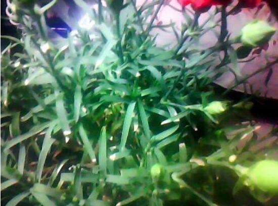 康乃馨為何葉子尖黃，康乃馨葉子發黃怎麼辦