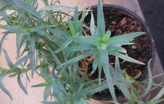 康乃馨為何葉子尖黃，康乃馨葉子發黃怎麼辦