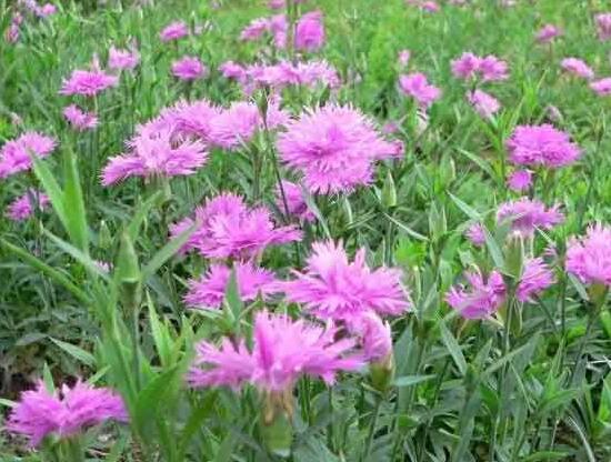 康乃馨為何葉子尖黃，康乃馨葉子發黃怎麼辦