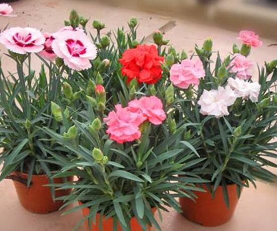 康乃馨為何葉子尖黃，康乃馨葉子發黃怎麼辦